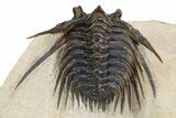 Spiny Leonaspis Trilobite - Foum Zguid, Morocco #260375-3